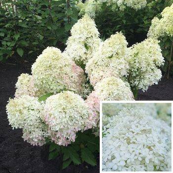 Гортензия метельчатая ‘Royal Flower®’ Hydrangea paniculata ‘Royal Flower® ‘